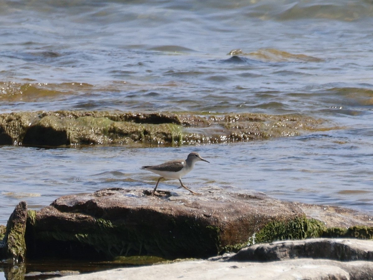 pisík americký - ML640763170