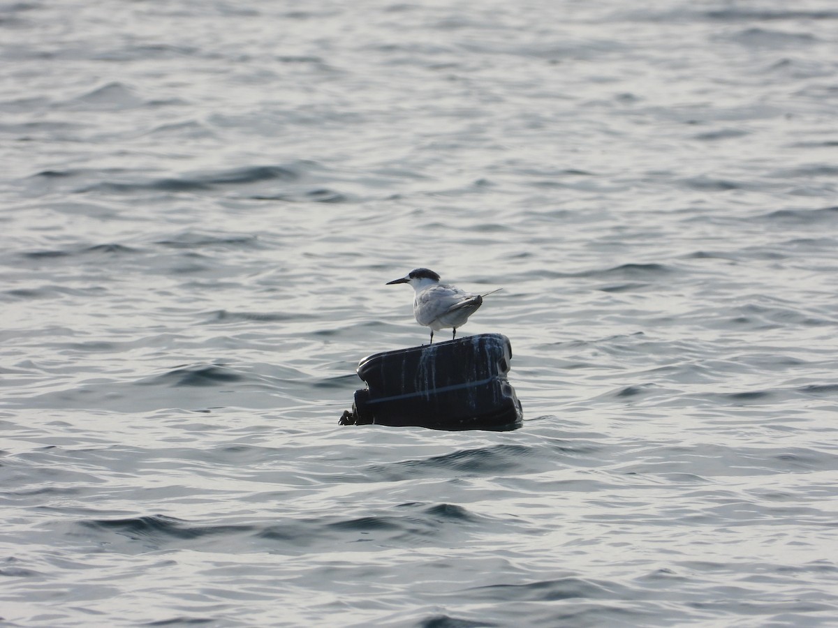 Sandwich Tern - ML640763177