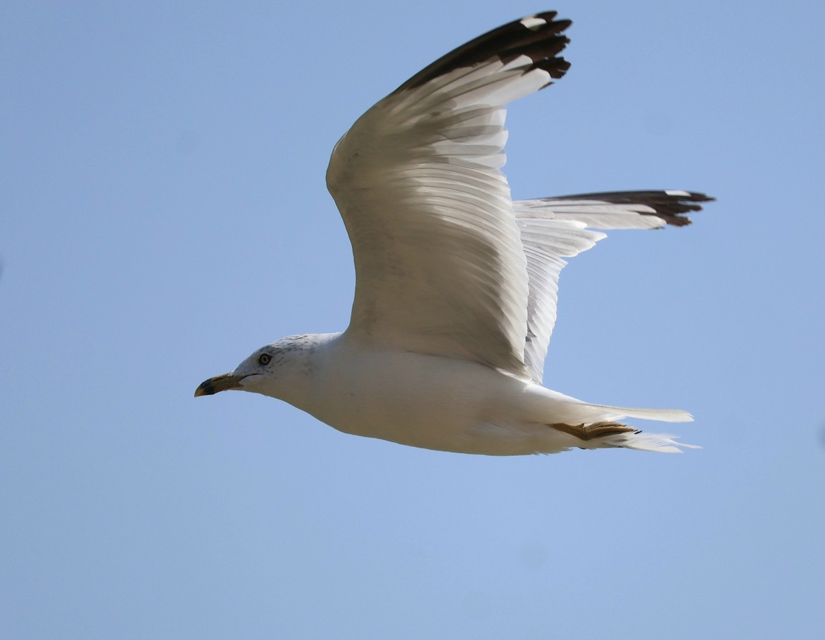 racek kroužkozobý - ML640763203