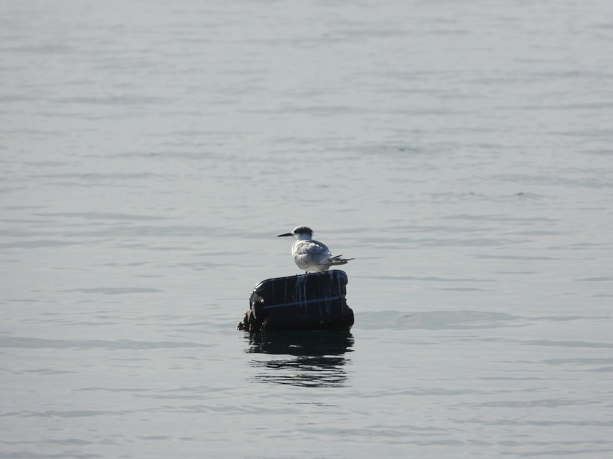 Sandwich Tern - ML640763233