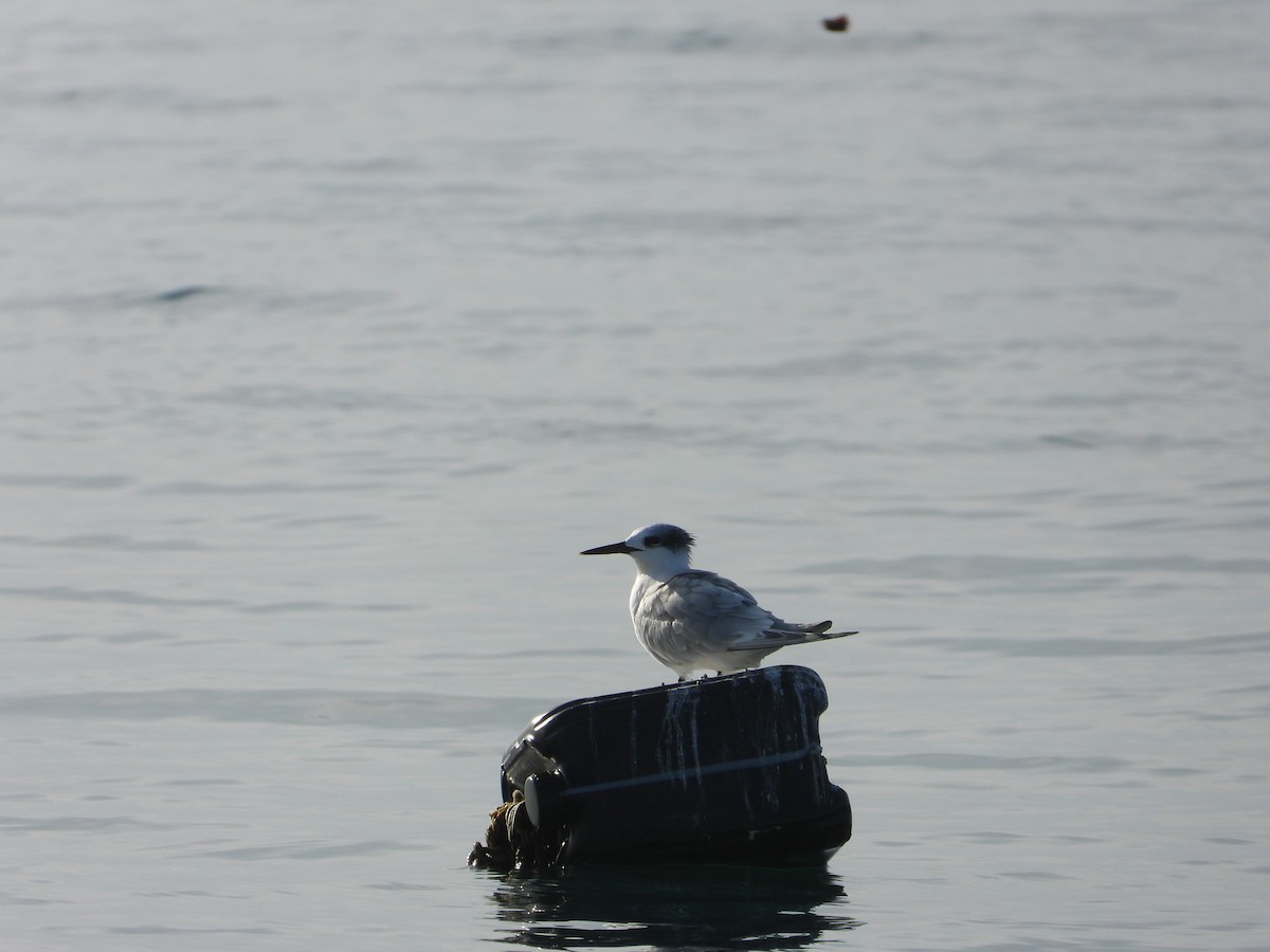 Sandwich Tern - ML640763243