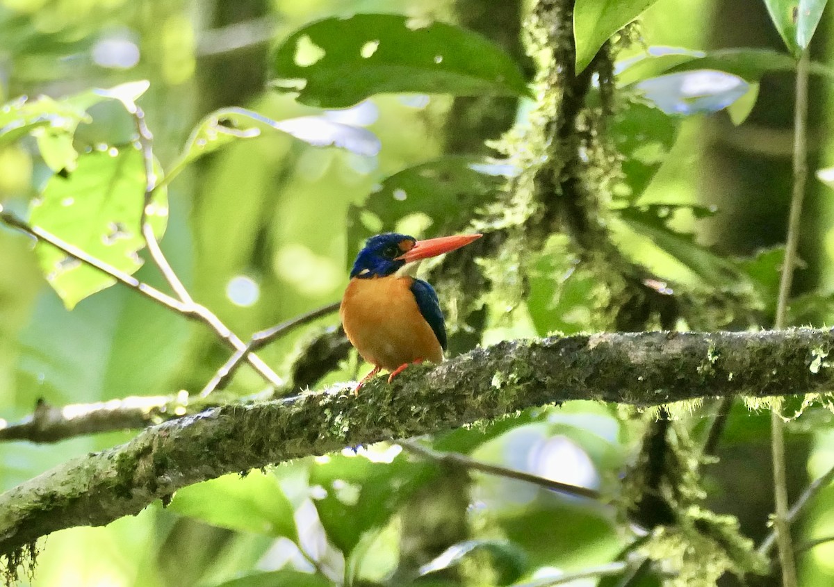 Manus Dwarf-Kingfisher - ML640763254