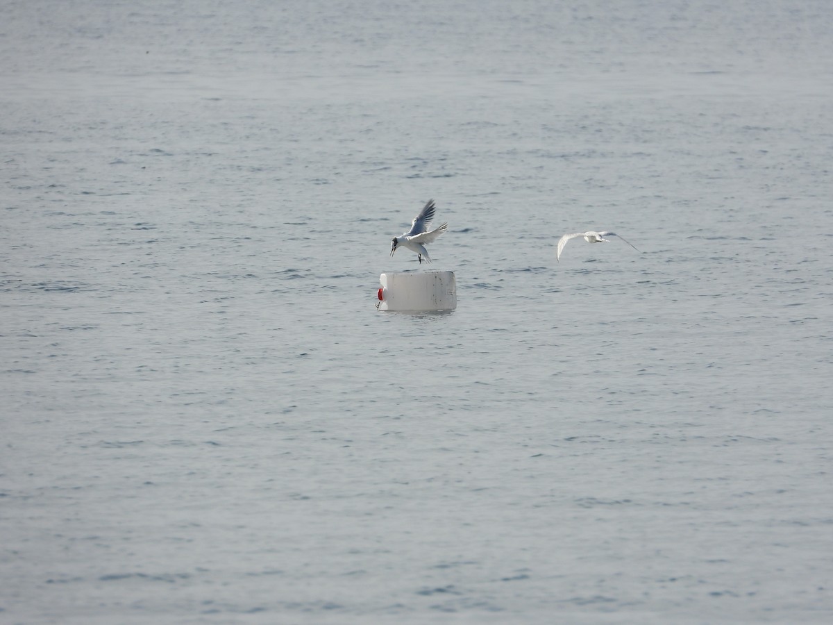 Sandwich Tern - ML640763268