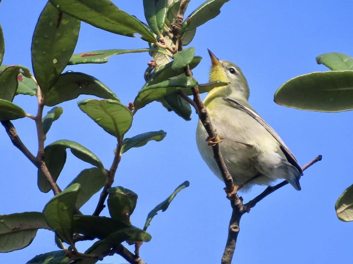 Northern Parula - ML640763293