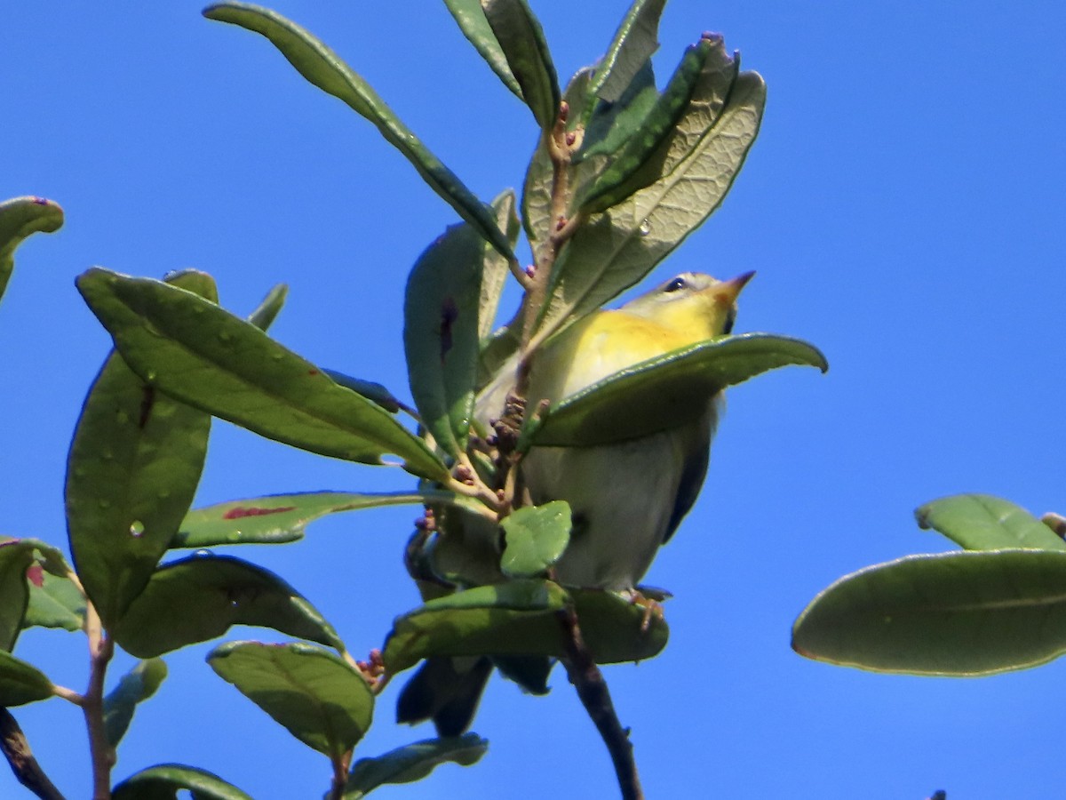 Northern Parula - ML640763294