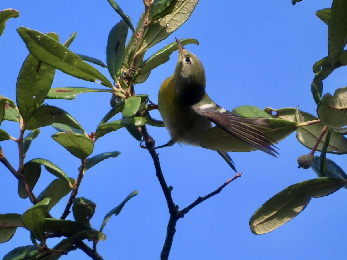 Northern Parula - ML640763295