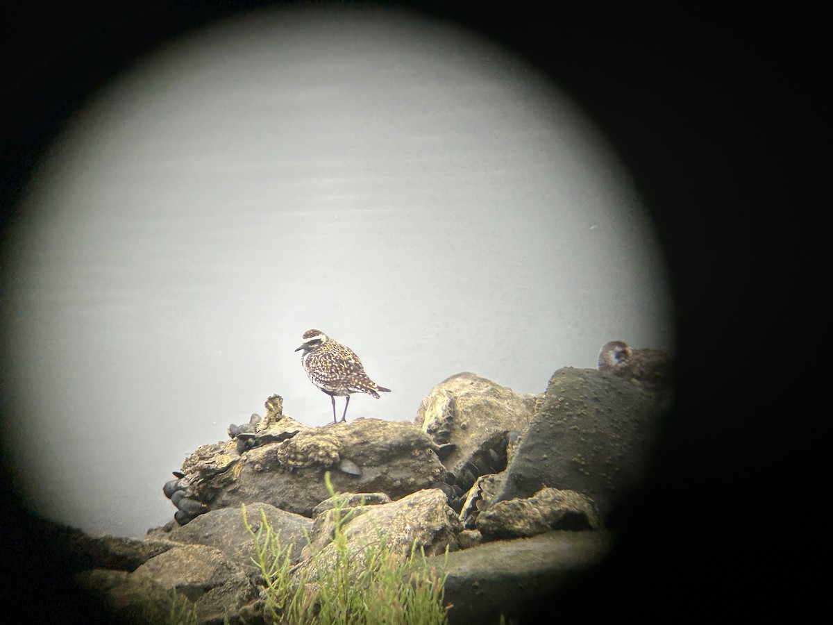 Pacific Golden-Plover - ML640763436