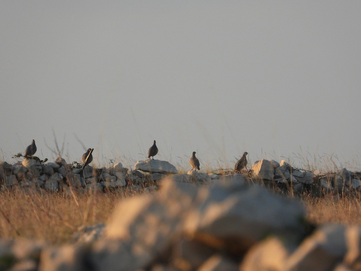 Rock Partridge - ML640763520