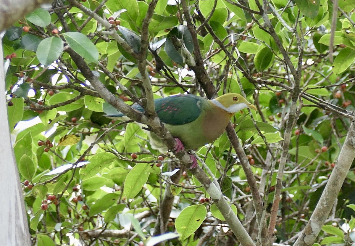 Pink-spotted Fruit-Dove - ML640763540
