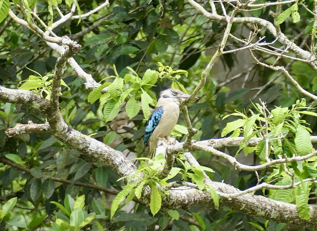 Blauflügelliest - ML640763558