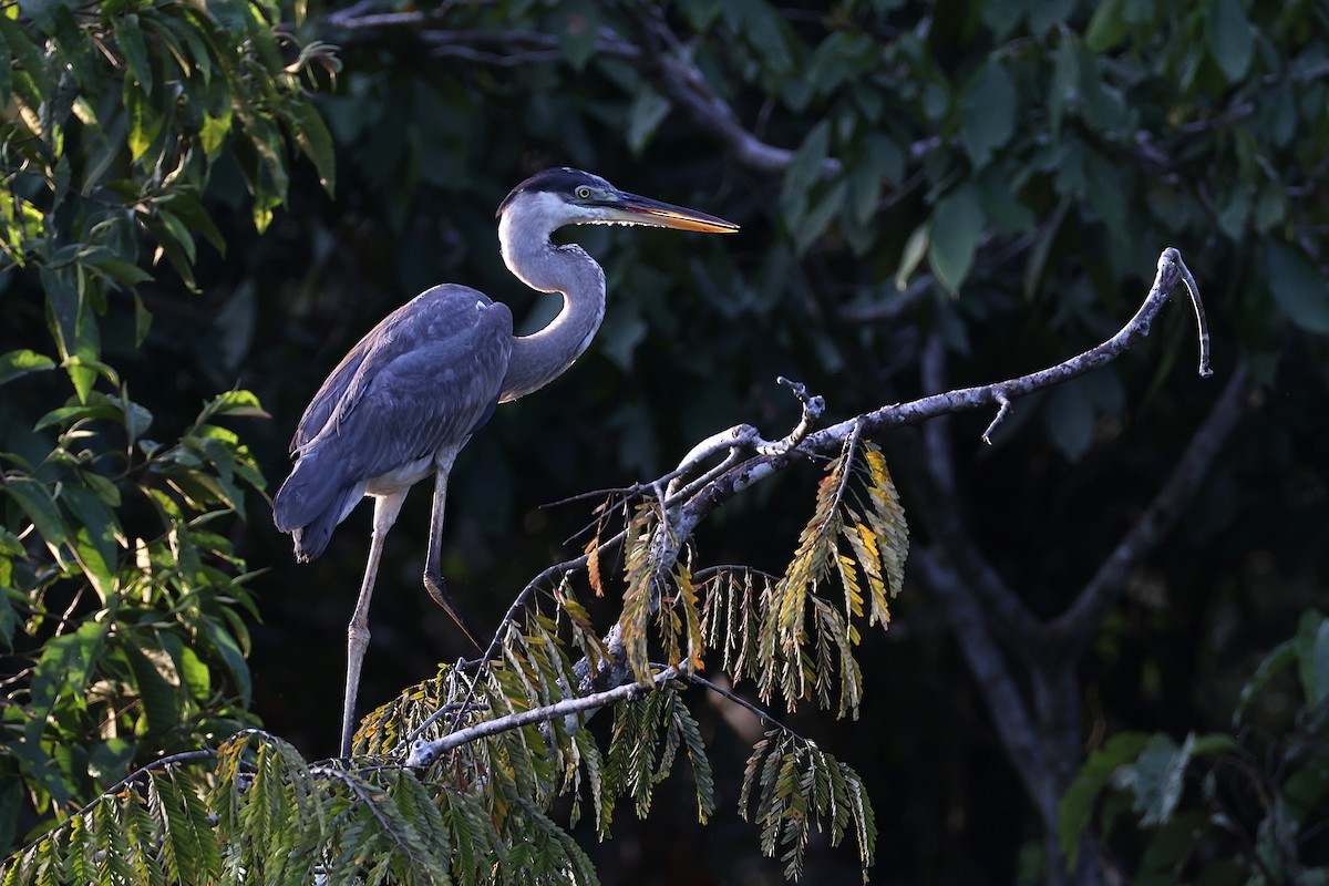 Cocoi Heron - ML640763587
