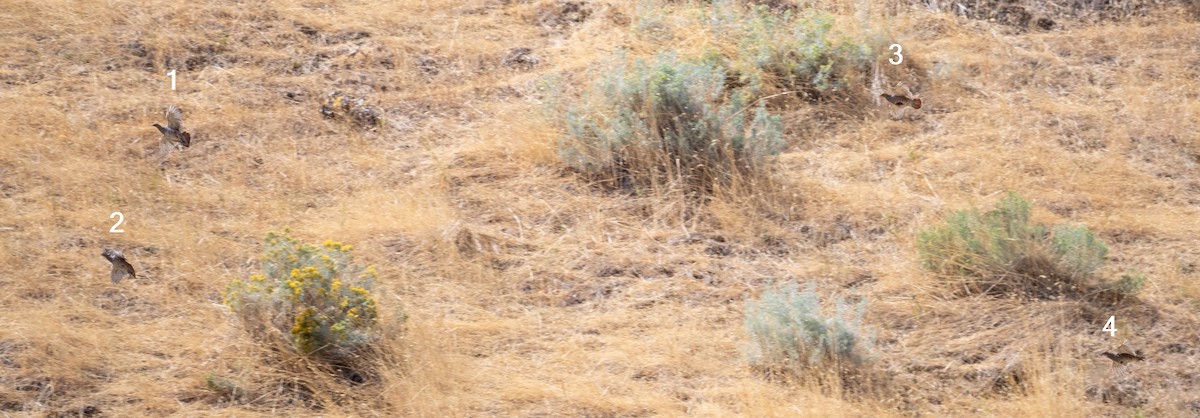 Gray Partridge - ML640763619