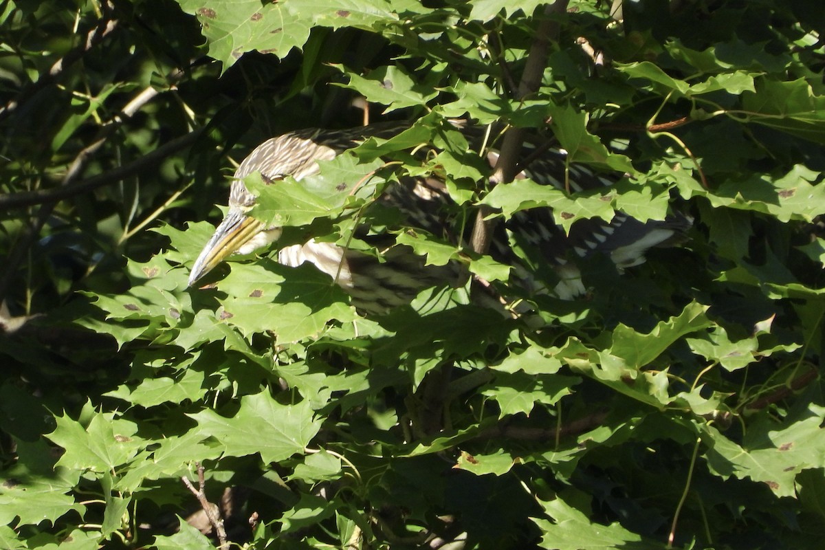 Black-crowned Night Heron - ML640763638