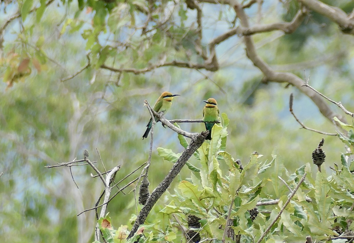Rainbow Bee-eater - ML640763648