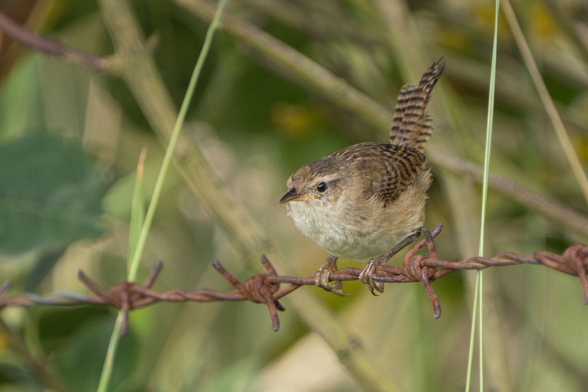 Grass Wren - ML640763649