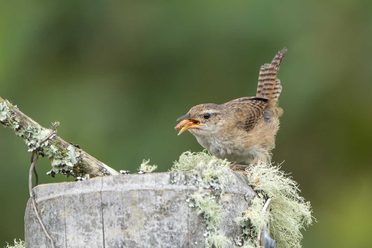 Grass Wren - ML640763651