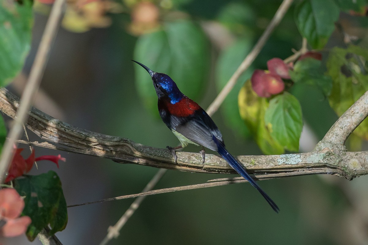 Black-throated Sunbird - ML640763661