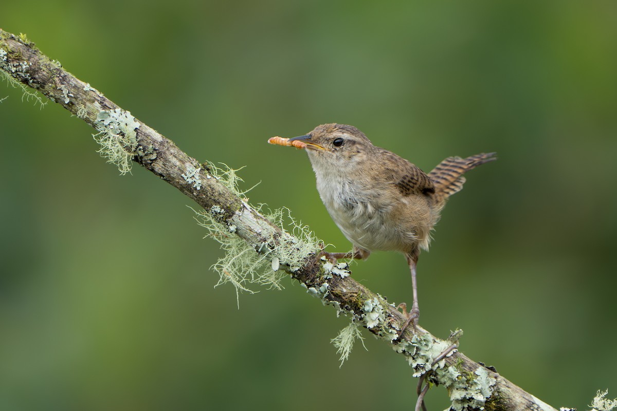 Grass Wren - ML640763663