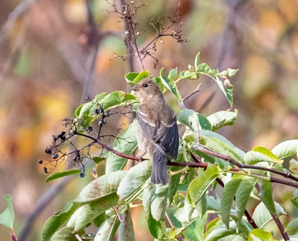 Lazuli Bunting - ML640763668