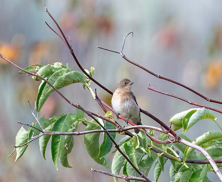 Lazuli Bunting - ML640763669
