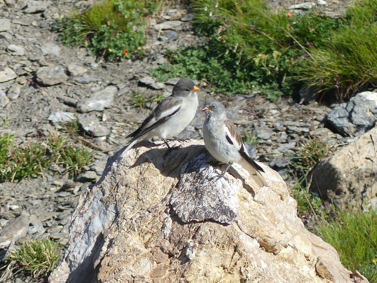 White-winged Snowfinch - ML640763685