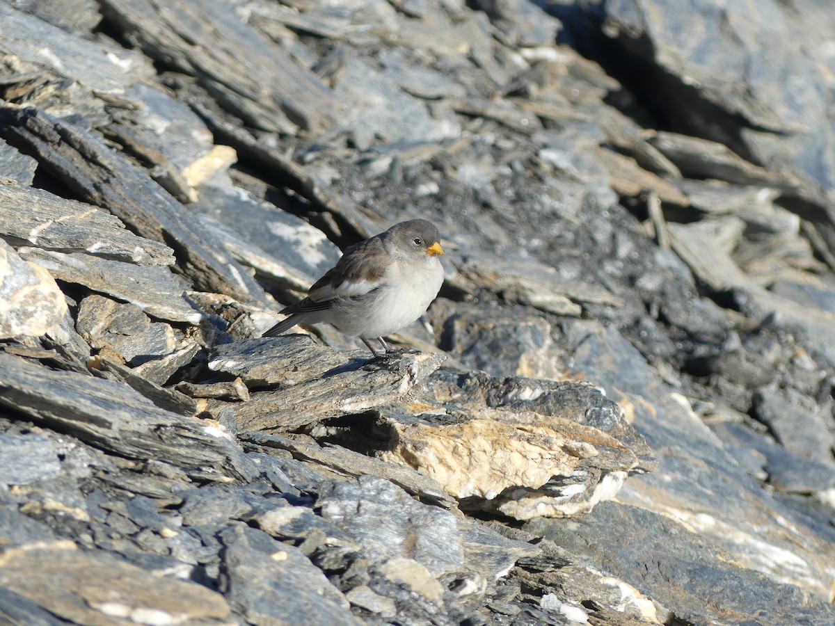 White-winged Snowfinch - ML640763686