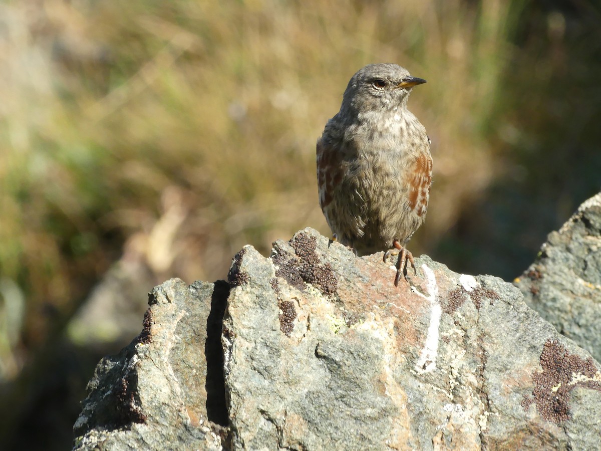 Alpine Accentor - ML640763693