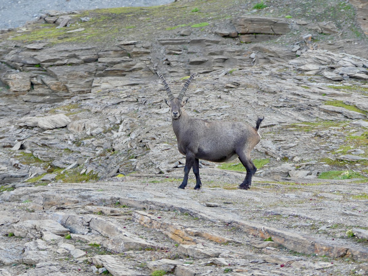 Alpine Ibex - ML640763700