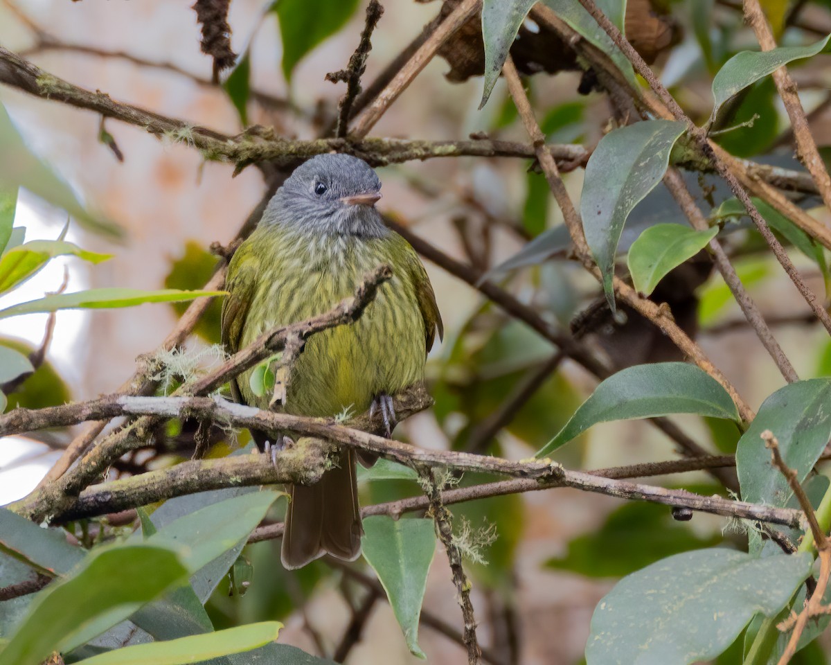 Streak-necked Flycatcher - ML640763701