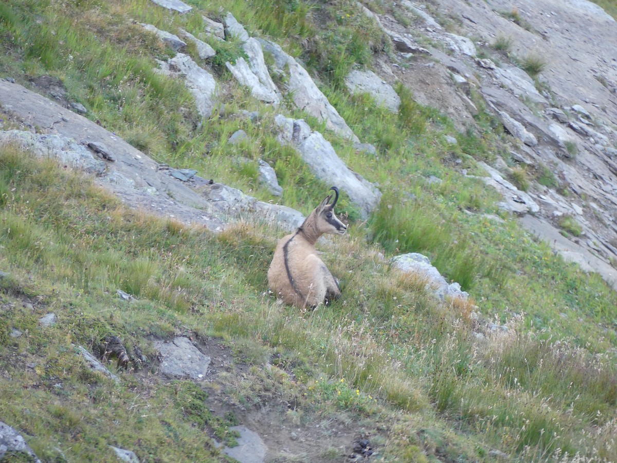 Northern Chamois - ML640763709