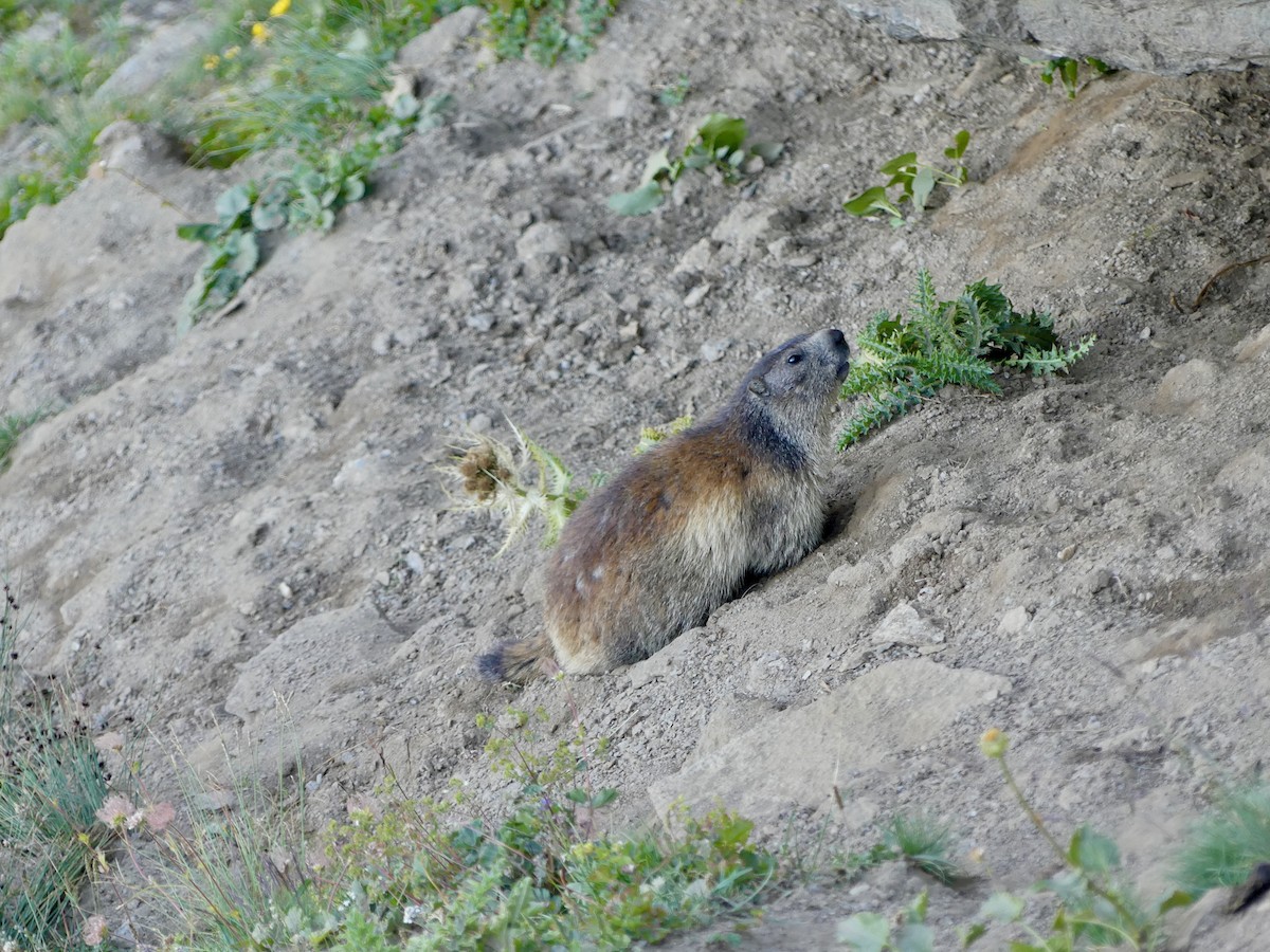 Alpine Marmot - ML640763716