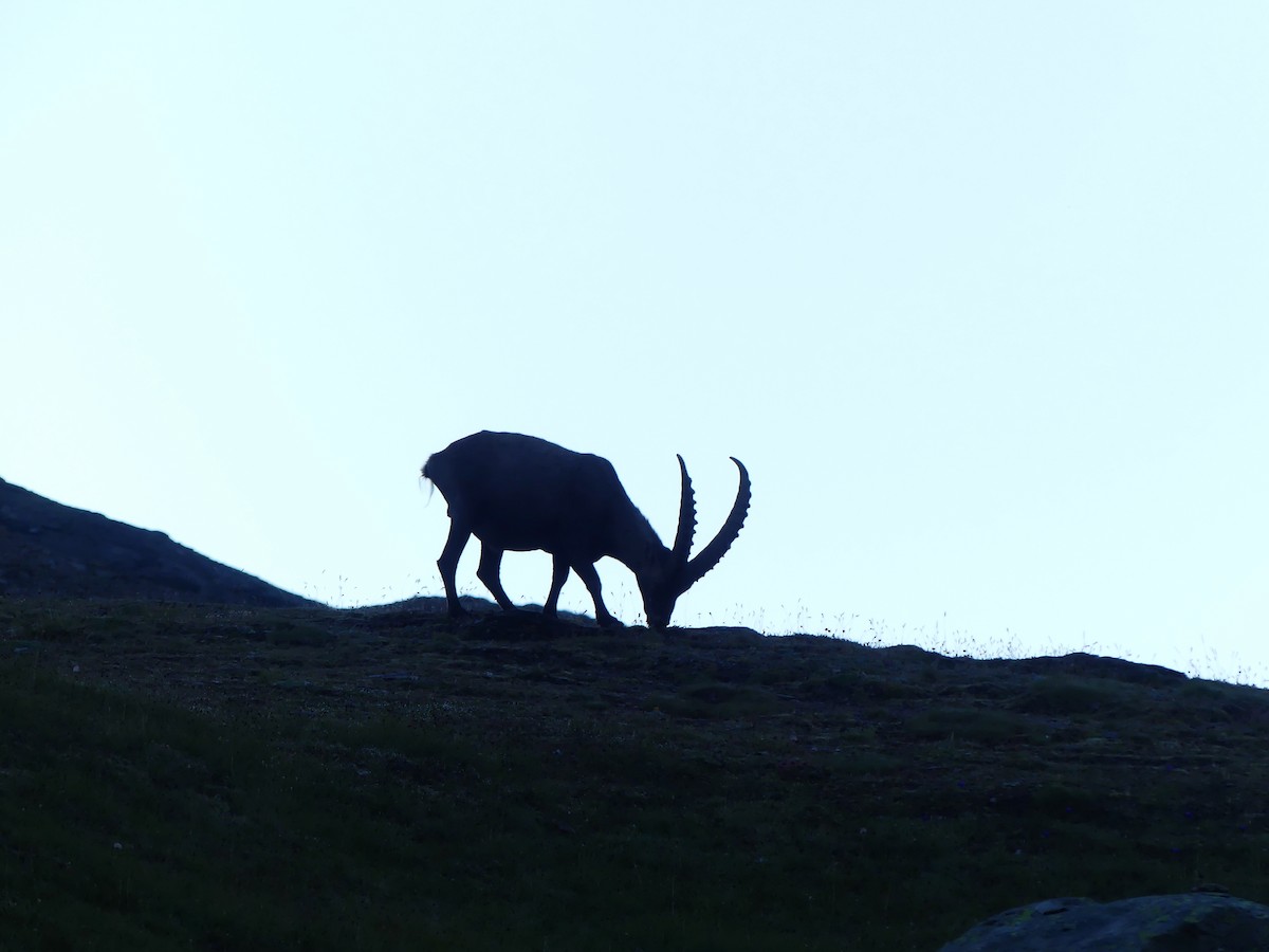 Alpine Ibex - ML640763728