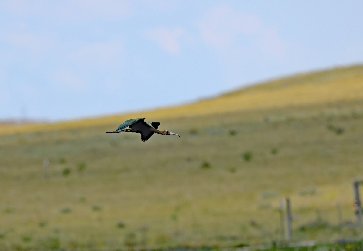 White-faced Ibis - ML640763835