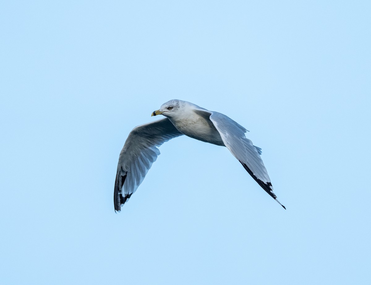 Ring-billed Gull - ML640763880