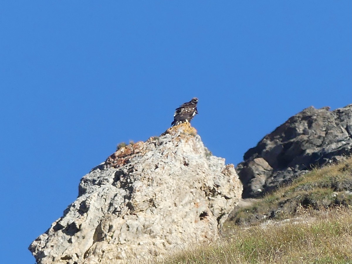 Golden Eagle - ML640763881