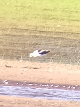 American Avocet - ML640763922