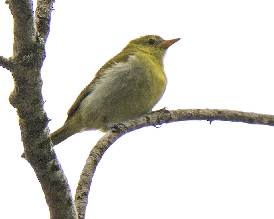 Guira Tanager - ML640763952