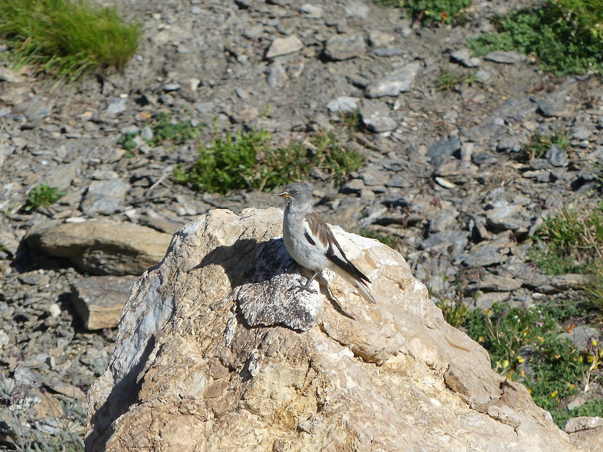 White-winged Snowfinch - ML640763956