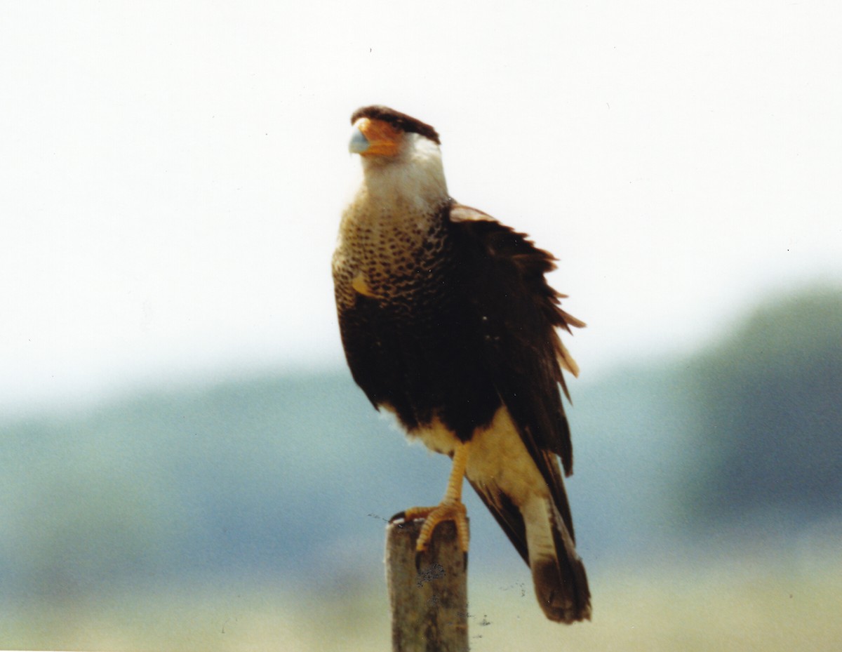 Crested Caracara (Northern) - ML640763963