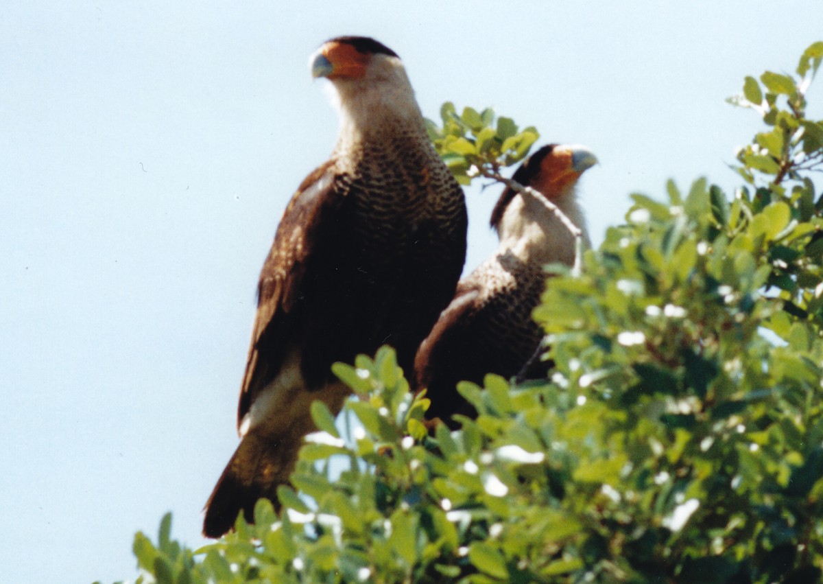 Crested Caracara (Northern) - ML640763965