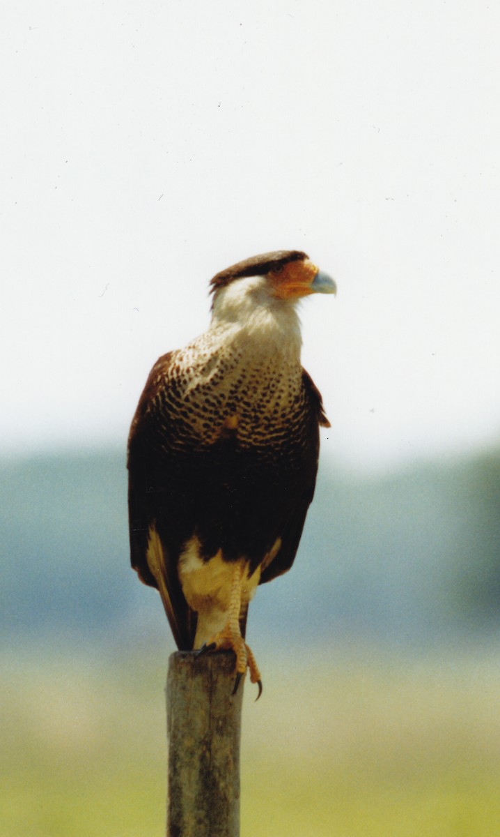 Crested Caracara (Northern) - ML640763970