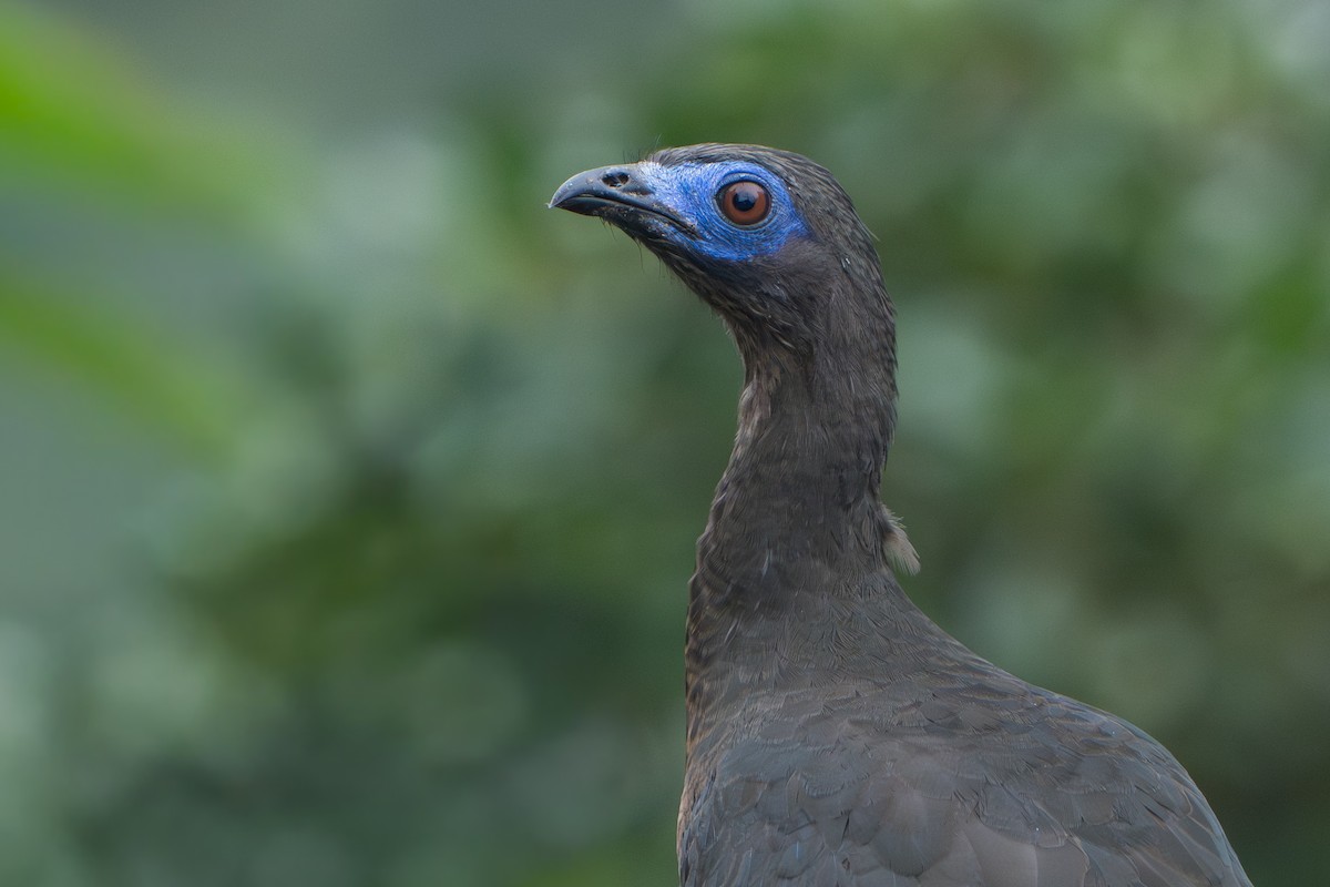 カマバネシャクケイ - ML640764010