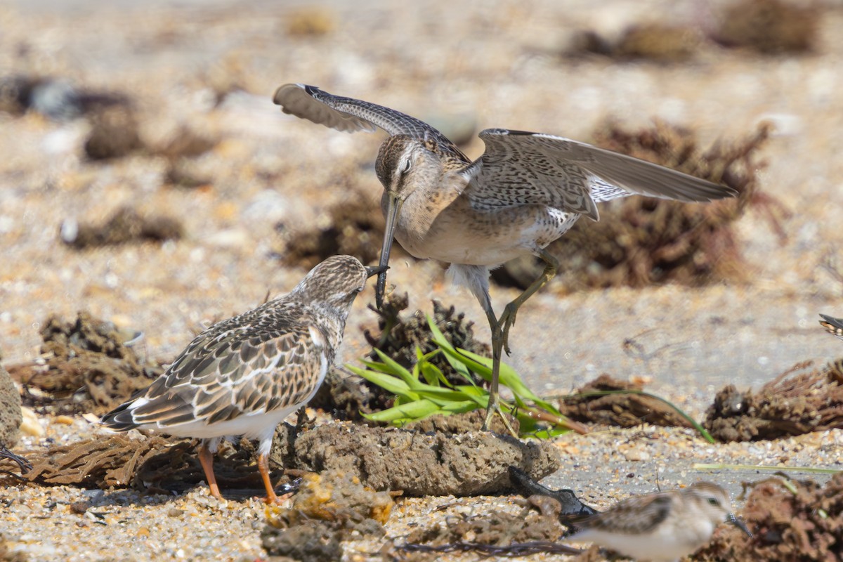 Short-billed Dowitcher - ML640764057