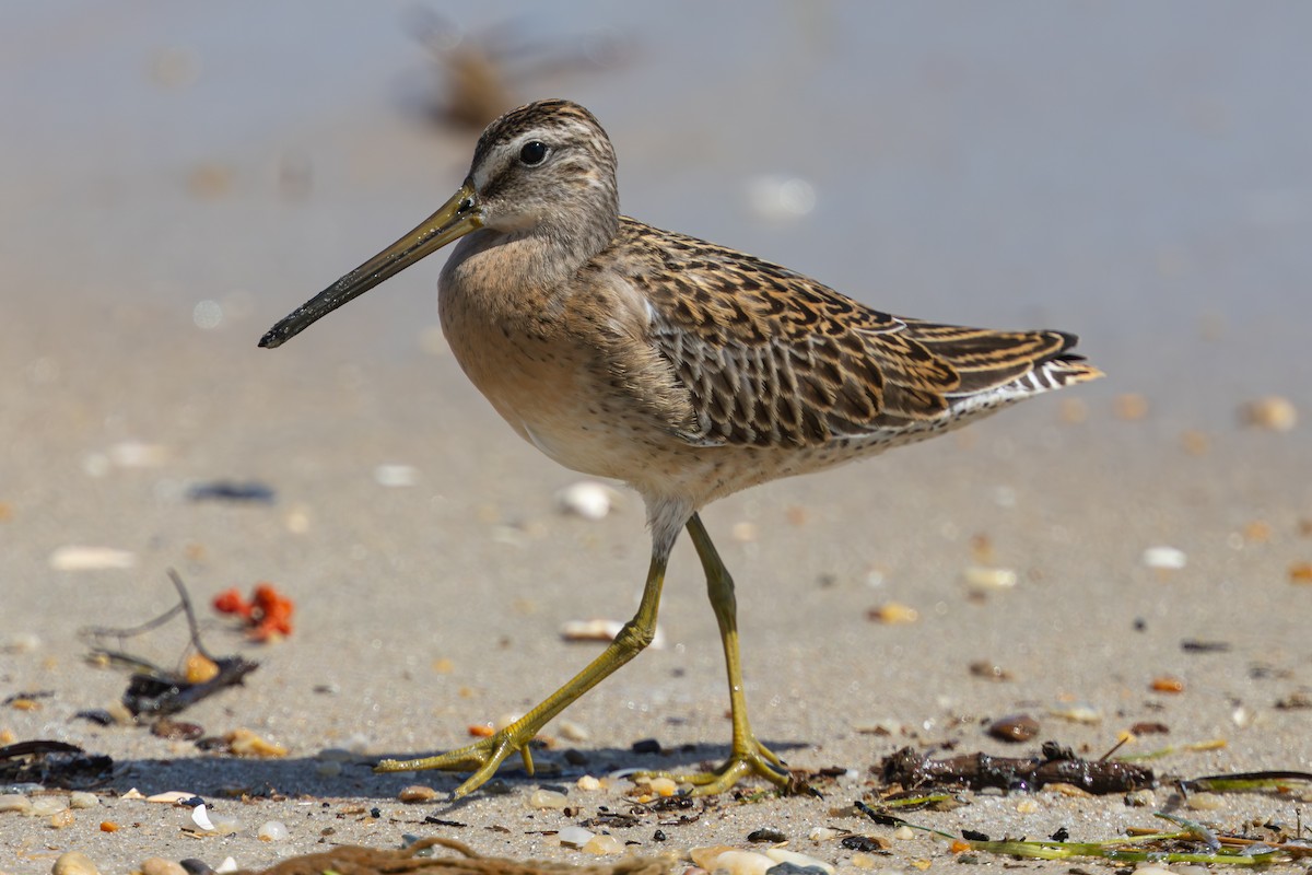 Short-billed Dowitcher - ML640764058