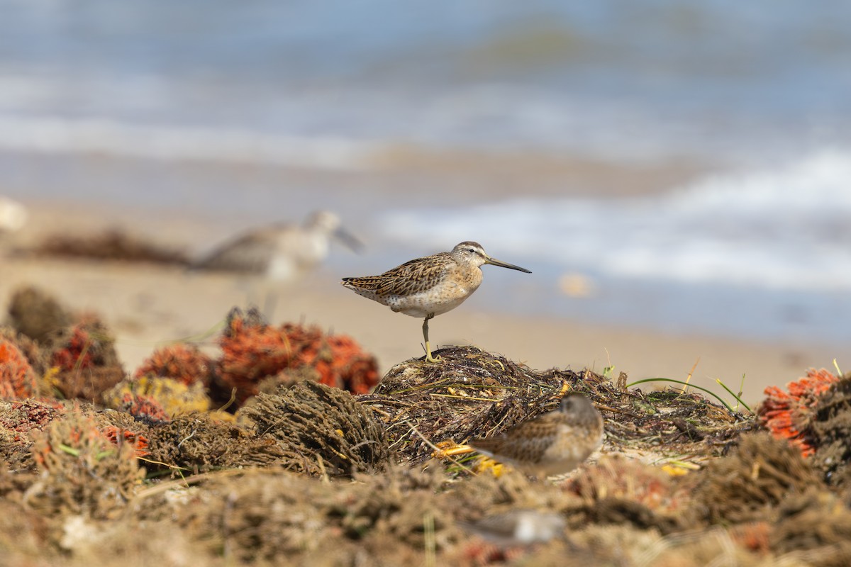 Short-billed Dowitcher - ML640764059