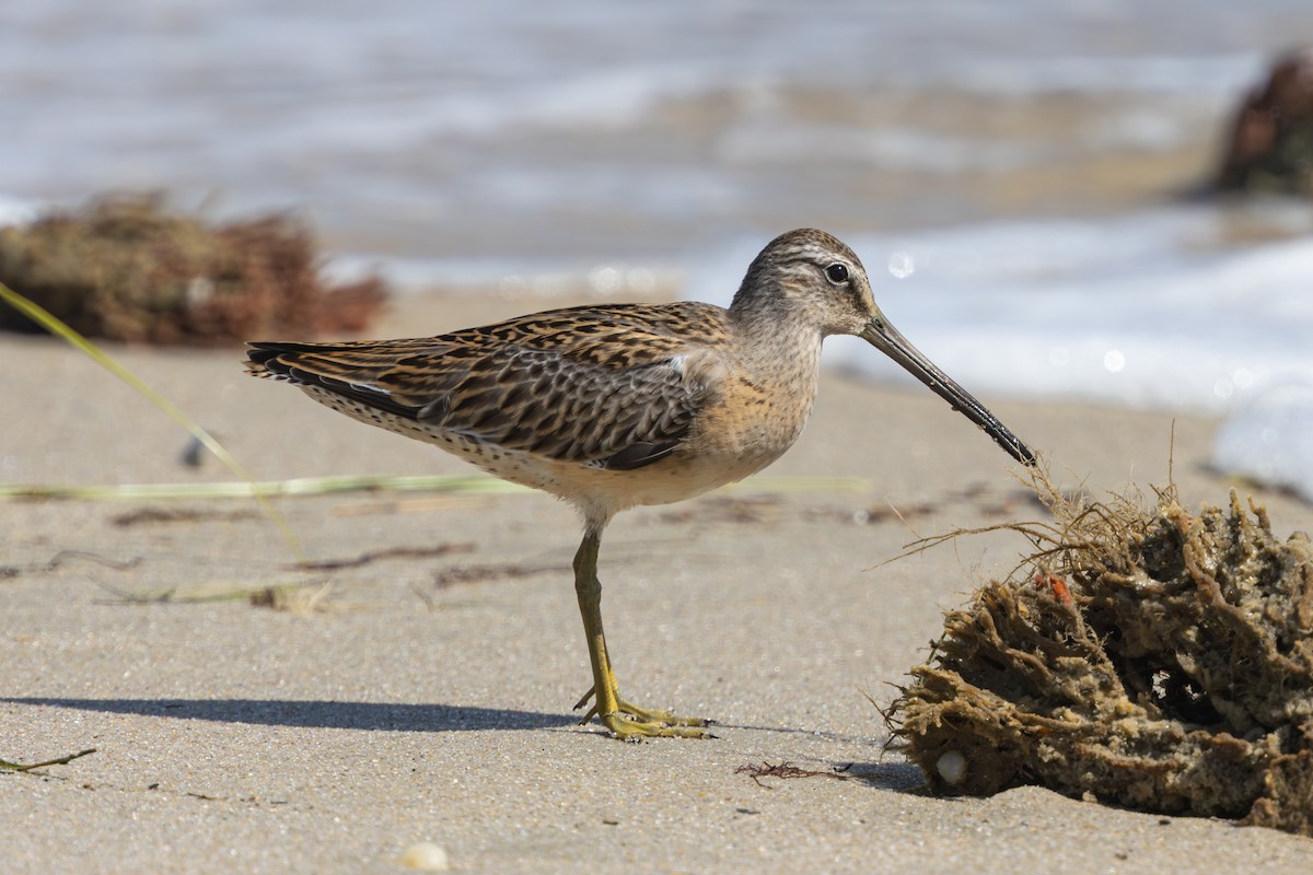 Short-billed Dowitcher - ML640764060