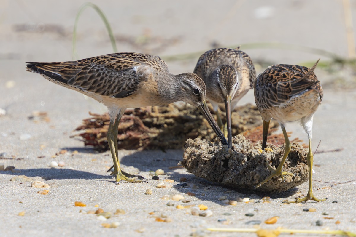 Short-billed Dowitcher - ML640764061