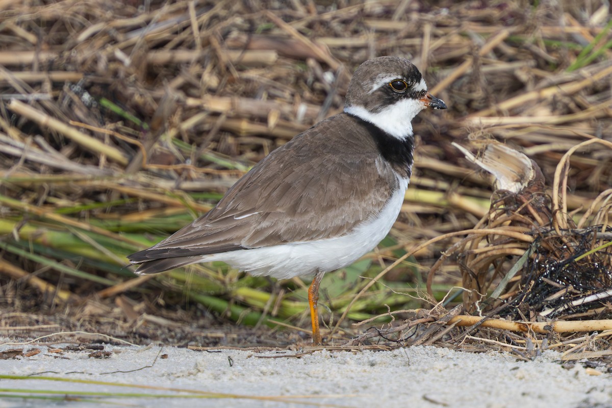 Semipalmated Plover - ML640764075