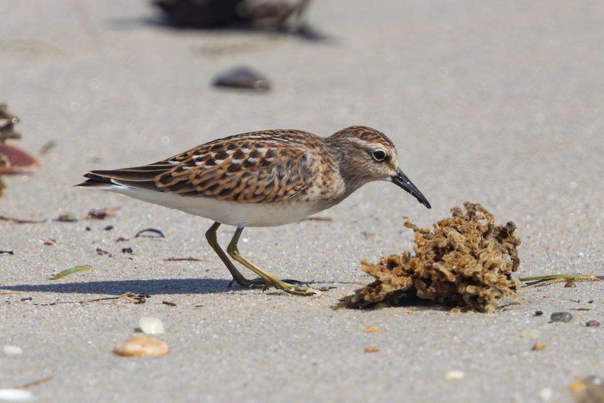 Least Sandpiper - ML640764099