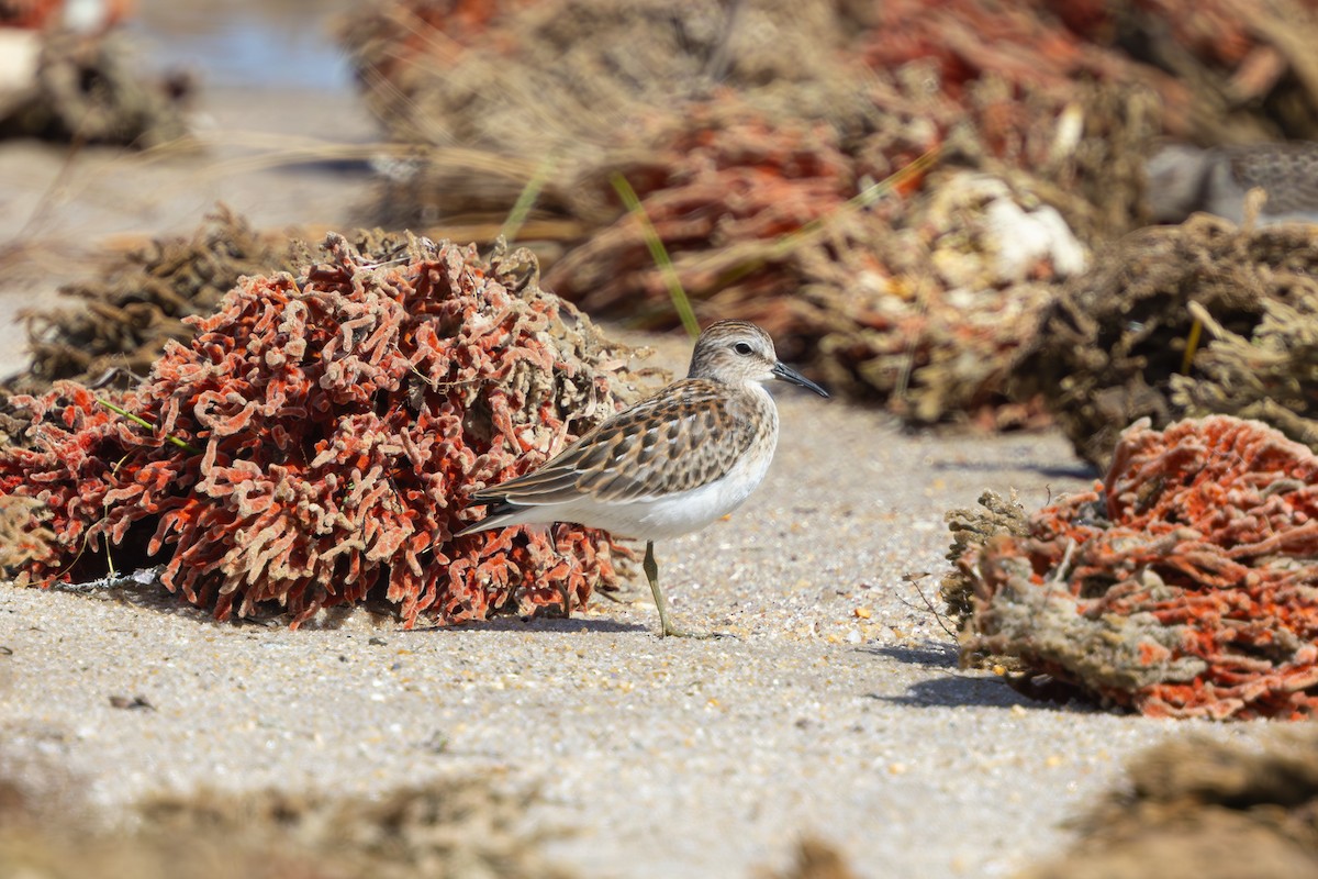 Least Sandpiper - ML640764100